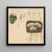 Xylaria hypoxylon Pterula multifida - Hans Walty — gerahmtes Bild an der Wand