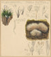 Xylaria hypoxylon Pterula multifida - Hans Walty — Ansicht des Kunstwerks