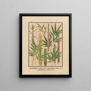 Yasuyoshi Shirasawa - Icones of the bamboos of Japan Nihon chikurui zufu Pl02.webp