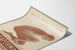 Vintage-Poster Dragees Balsaformine Wanddekoration Gesundheit