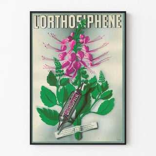 lorthosiphene