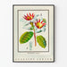 Vintage-Botanical-Poster Blume Strophanthus gratus Ouabaïne Arnaud