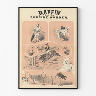 raffin-and-his-porcine-wonder