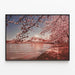 Blumenposter vom Tidal Basin mit Kirschblüten in Washington DC — gerahmtes Bild an der Wand